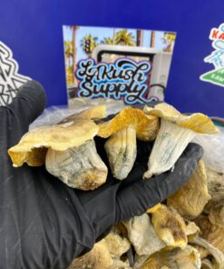 Iceberg Shrooms​