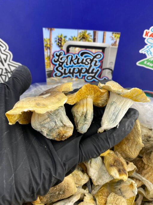 Iceberg Shrooms​